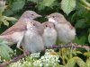 Whitethroat at Vange Marsh (RSPB) (Steve Arlow) (78007 bytes) Whitethroat at Vange Marsh (RSPB) (Steve Arlow) (78007 bytes)